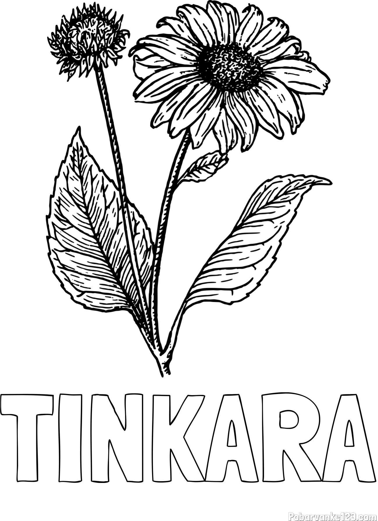 Pobarvanka imena TINKARA in pobarvanka sončnice