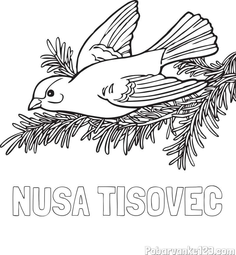 Pobarvanka imena NUŠA TISOVEC in pobarvanka ptice na vejici