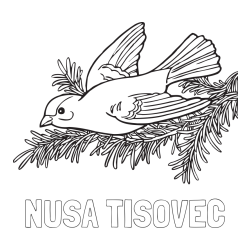 Online izdelana pobarvanka - Pobarvanka imena NUŠA TISOVEC in pobarvanka ptice na vejici