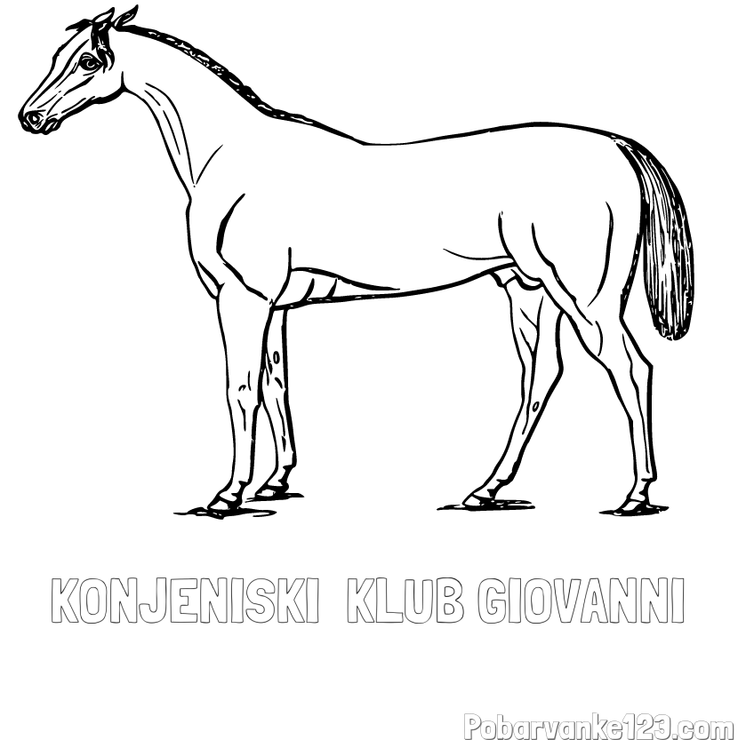 Pobarvanka imena KONJENIŠKI  KLUB GIOVANNI in pobarvanka konja