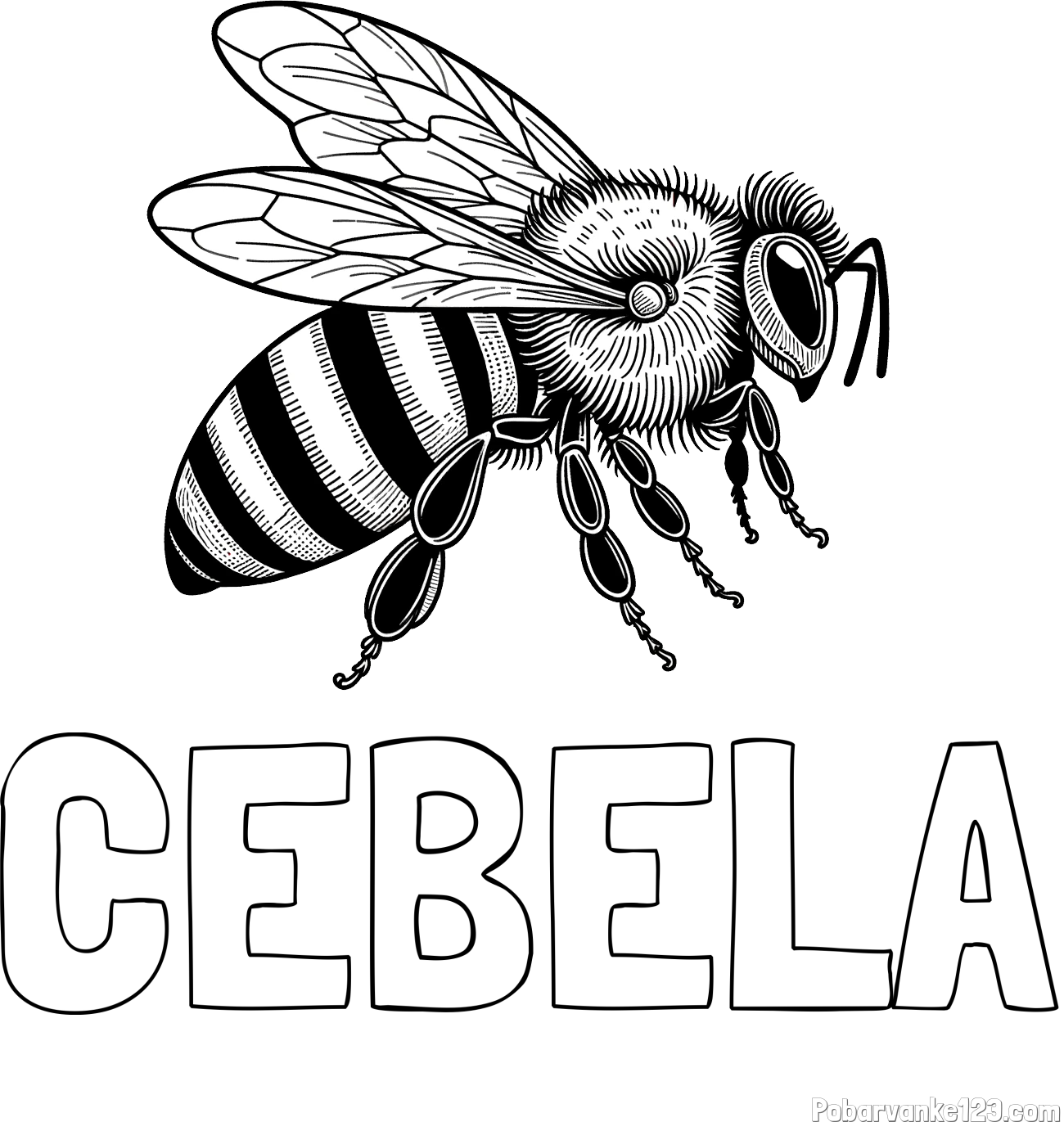 Pobarvanka imena ČEBELA in pobarvanka realistične čebele