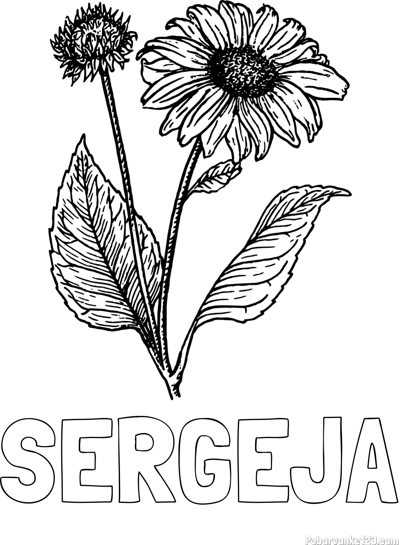 Pobarvanka imena SERGEJA in pobarvanka sončnice