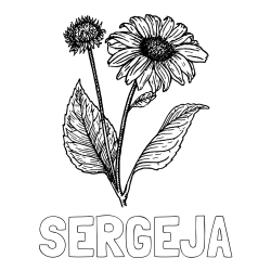 Online izdelana pobarvanka - Pobarvanka imena SERGEJA in pobarvanka sončnice