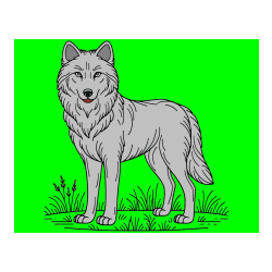 Pobarvana pobarvanka - Pobarvanka volka