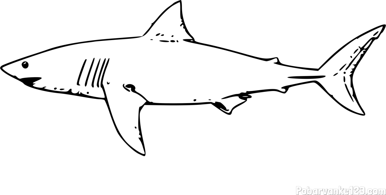 Pobarvanka morskega psa